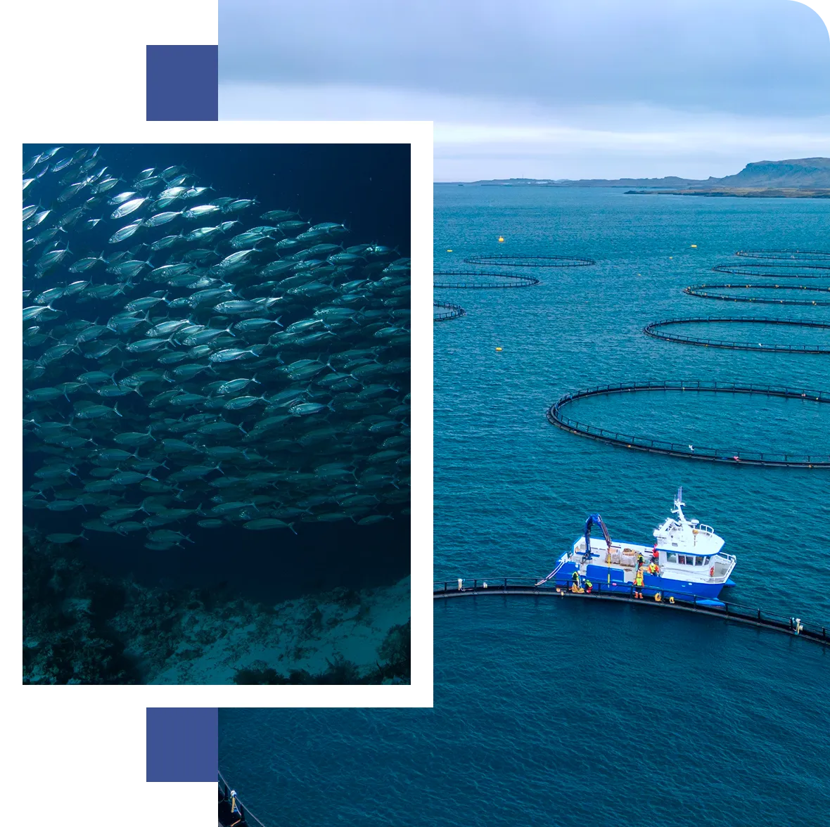 BathyBlue offshore aquaculture visual