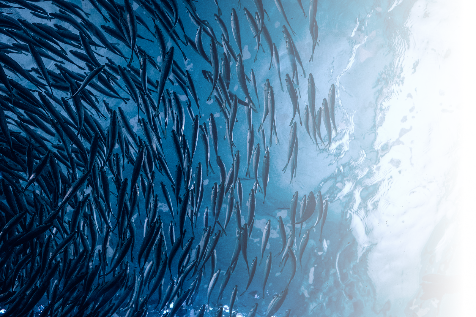 End-to-End Aquaculture Management