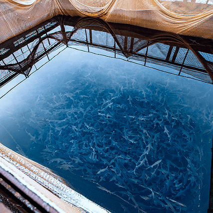 Intelligent Transformation Scheme of Large-scale Fishing Ground