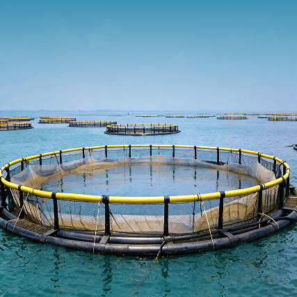Offshore Wind- and Wave-Resistant Aquaculture Plan