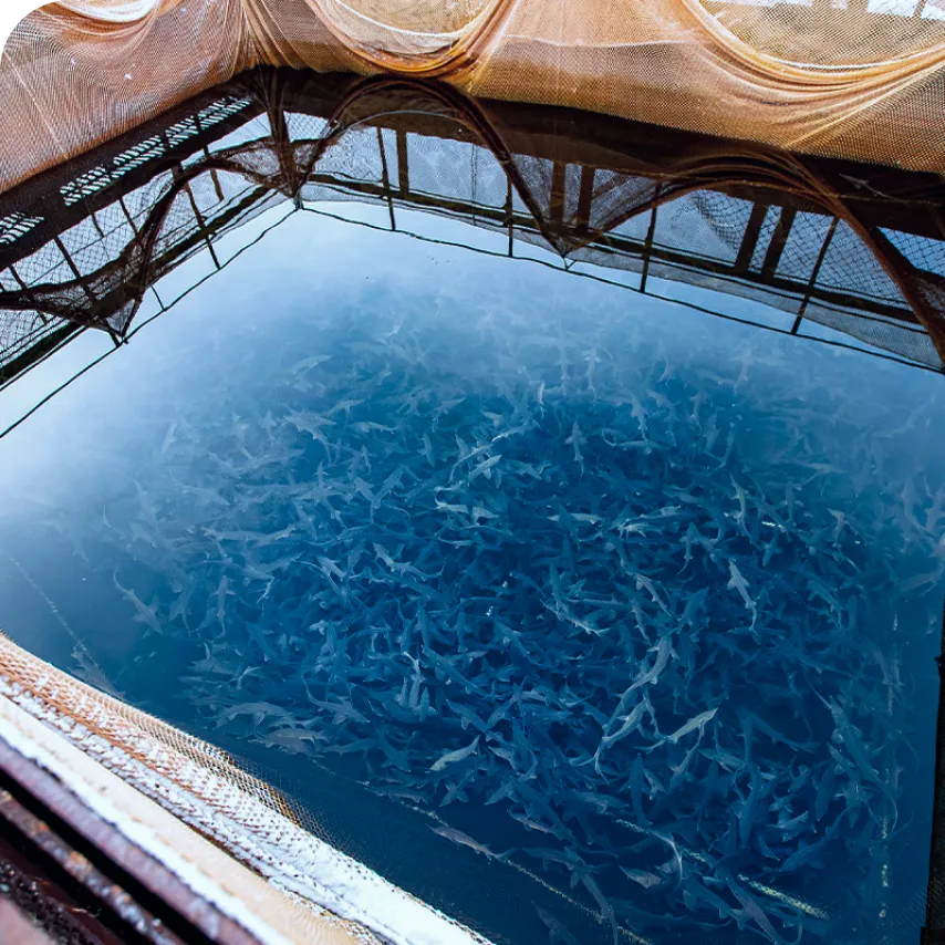 Intelligent Transformation Scheme of Large-scale Fishing Ground